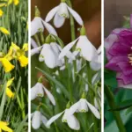 How to Grow Rosemary That Thrives for Years – 9 Proven Tips for Success