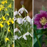 Spider Plants vs. Toxins: Why Every Bedroom Should Have One