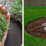 10 Self-Seeding Plants You’ll Never Have to Plant Again