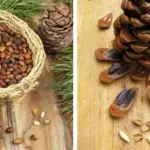 Peace Lilies vs. Mold: Why Bathrooms and Laundry Rooms Need This Plant