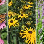 7 Things to Do with Your Orchids in November for Early Spring Blooms