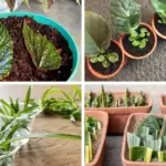 One Dragonfly Can Eat 100s of Mosquitoes per Day: Keep These Plants in Your Yard to Attract Dragonflies!