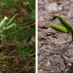 Smash old glass jars and coat them in shimmer glaze. This turns trash into total treasure