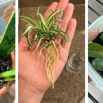 15 Perennials You Should Plant in November in Pots and Garden