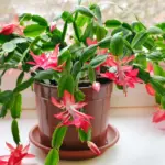 How to Successfully Grow and Care for Allium (Ornamental Onion)