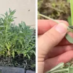 How to Plant Carrots in Egg Trays: A Clever Space-Saving Hack for Home Gardeners