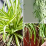 I sipped 8 oz of salted lemon water every day at noon. 4 days later, this is what happened