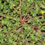 Place a Jasmine Plant Near Your Door – The Scent Does More Than You Think