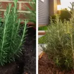 Don’t Discard the Flowers on Your Basil: Here are 8 Ways How to Use Them