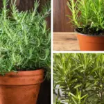 Aloe Vera Leaves Not Plump? How to Get Thick Aloe Vera Leaves