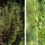 When Squeezing Lemons, Don’t Discard the Seeds—They’re Very Valuable!