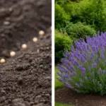Put 2 Cloves and 2 Bay Leaves in Water – The Ancient Remedy You Need to Try