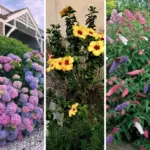 10 Perennials You Should Plant in November for a Thriving Garden Next Year