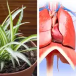 I noticed a strange patch of skin on my son’s ear this morning. His doctor appointment is still a week away — what should I do in the meantime? 