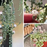 From Stalks to Leaves – So Many Ways to Use the Entire Rhubarb Plant!