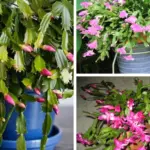 If You Eat Pumpkin Seeds Every Day, Here’s What Happens to Your Body and Mind