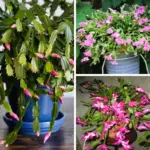 Sow Now, Bloom Later: 14 Seeds to Plant in Fall for a Colorful Garden