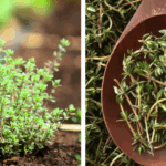 7 Houseplants You Can Grow from Cuttings in November