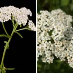 What is That Little Hole At The Bottom of a Padlock For?