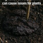 Here’s why gravel mulch can cause long term problems in garden beds