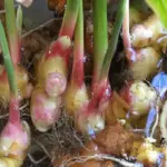 Why Everyone Should Have a Spider Plant at Home: 8 Reasons