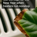 Here’s how to keep orchids blooming strong through the New Year when most people lose them