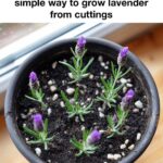 Creeping Thyme Lawn vs. Grass: Why You Should Make the Switch