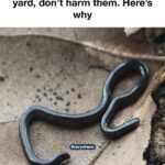 Christmas Cactus Care: Where to Place It for Maximum Blooms