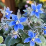 Say goodbye to bare branches. Revive your Christmas Cactus blooms with these simple hacks