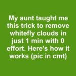 How to Grow Bigger Hydrangea Blooms: The Step Gardeners Forget