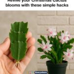 11 Houseplants You Can Propagate From Cuttings In December