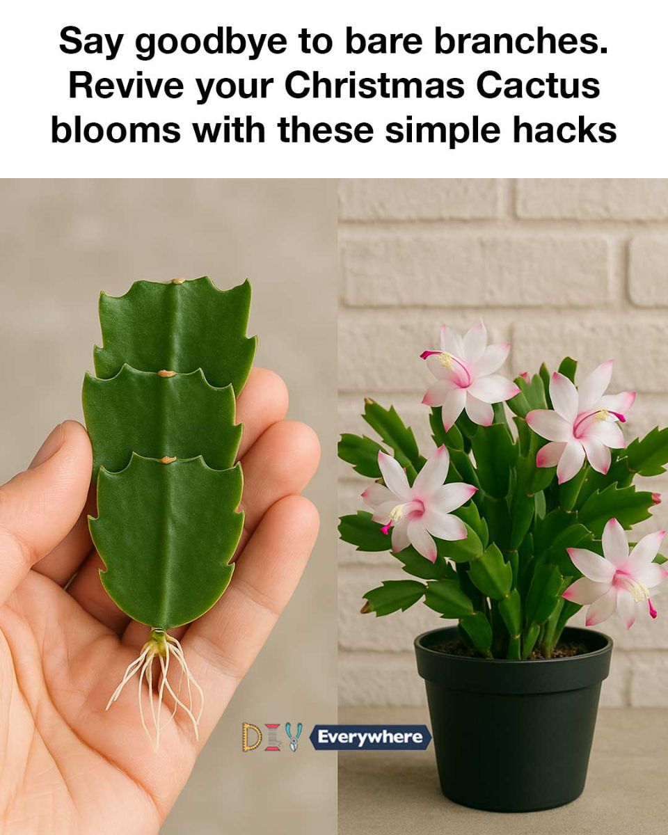 Say goodbye to bare branches. Revive your Christmas Cactus blooms with ...