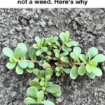 Most do this wrong. Here’s all the right places to prune a hydrangea and why