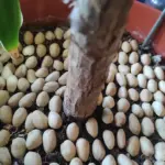 Why You Should Hang A Pine Cone Near Your Garden