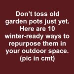 Most folks don’t realize they are doing this. 10 critical errors that stop tomatoes from ripening