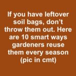 15 plants that can grow just in water