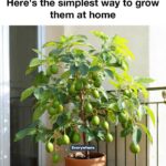 How to Make Calendula Oil at Home and Why It’s Used for Skin Repair