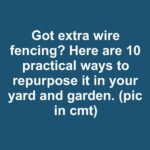 Here’s why gardeners everywhere are planting this 1 herb in their garden