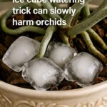 You are doing it wrong. Here’s what fertilizer to use on what houseplants