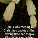 Here’s why you want to hang a soap bar in your garden 