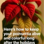 Don’t overlook those old stones. Here are 10 ways to put them to work in your garden this winter.