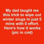 Scatter some under the zucchinis, and they’ll thrive endlessly—yielding a bountiful harvest