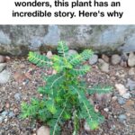 15 Flowers You Shouldn’t Deadhead