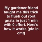 12 fall pruning mistakes killing your plants