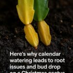 You are doing it wrong. Here’s what fertilizer to use on what houseplants