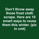 Here’s why cold exposure can backfire for a Christmas cactus even though many people recommend it for Christmas cactus blooms