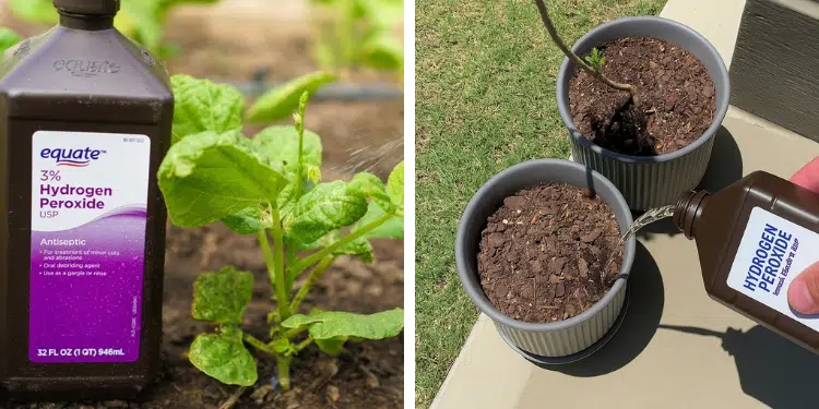 Hydrogen Peroxide in the Garden: Which Plants Love It (and How to Apply ...