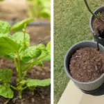 Baking Soda Is A Gardener’s Best Friend – Here Are 14 Nifty Uses In The Garden