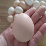 Homemade Spaghetti Sauce