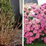 Rosemary Care in December: 6 Steps to Keep It Thriving All Winter